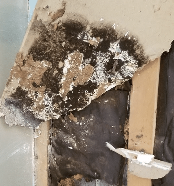 How to kill black mold